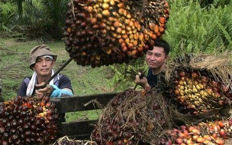 最新菜籽价格走势动态分析